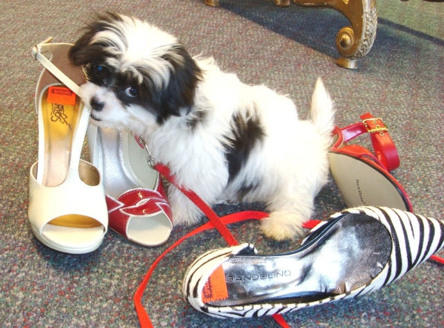 The little black-and-white Shoe Room dog, sitting among shoes. Everything is for sale but me.